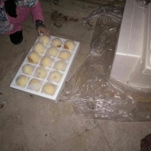 酥梨光果
