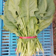 全能菠菜20~25厘米