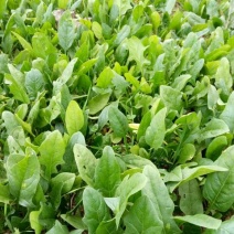 全能菠菜20~25厘米