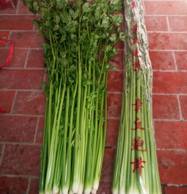 [鲍芹批发]章丘鲍芹 60cm以上价格6.00元/斤 - 一亩田