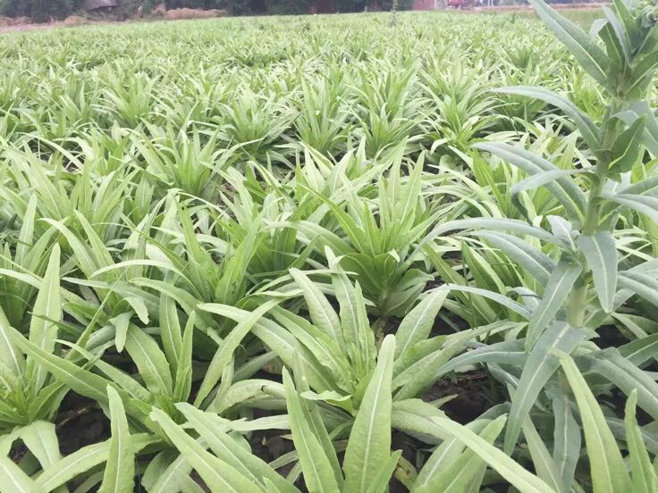 油菜高产示范田实景图