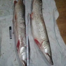 鲫鱼食用