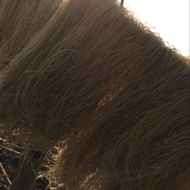 红薯粉丝