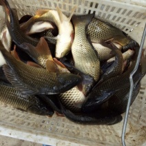 池鲤鱼饲料2~3公斤