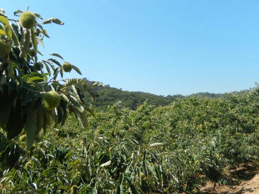 迁西县板栗主产区航拍图