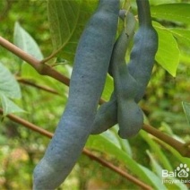 八月瓜60g以下