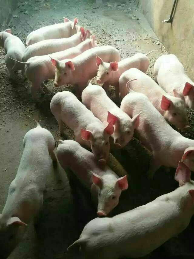 [仔猪批发]沂蒙山商品苗猪仔猪常年 供应20~30斤生猪种母猪供应价格