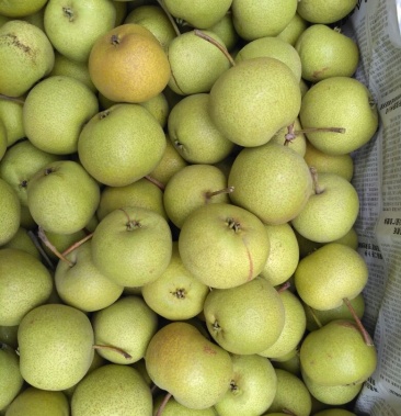 遵化细皮酸梨即将大量上市了口感酸甜需要的联系