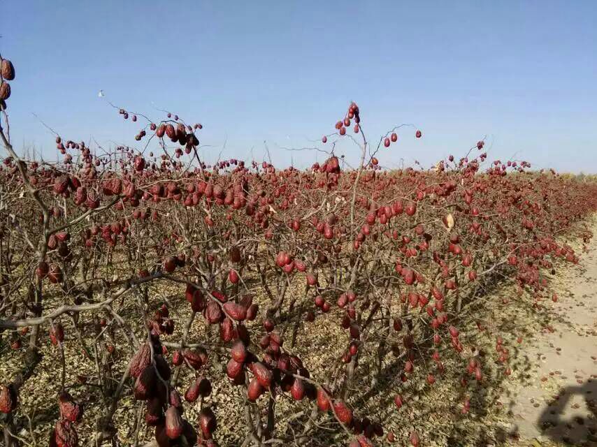 通枣果园种植场景