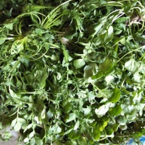 荠菜5cm以上