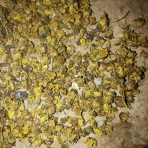 野菊花颗粒