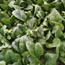 大叶菠菜10~15厘米