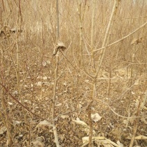 白榆2~4cm4~6cm4m以上