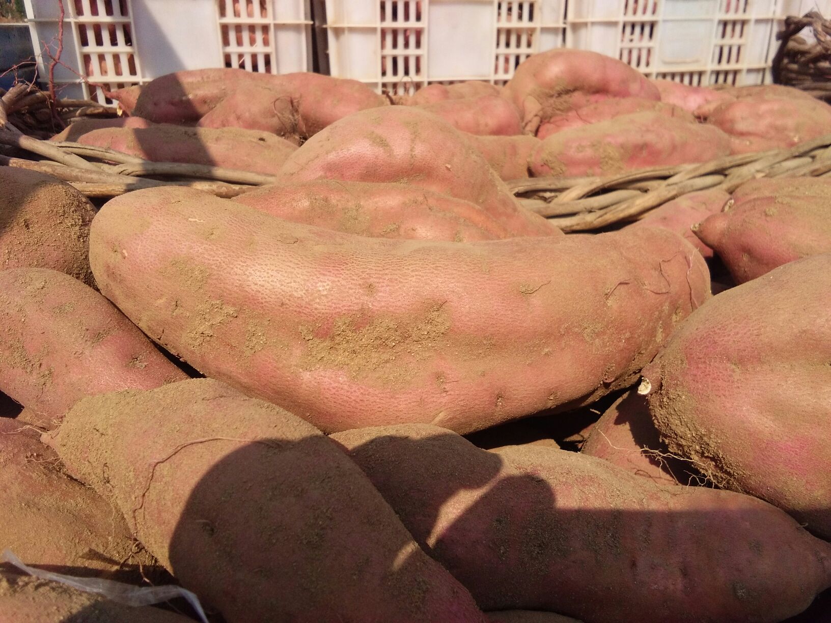 济薯26号红薯在农贸市场或超市中堆放在竹筐中,旁边有消费者正在挑选 济薯26号红薯在市场销售的场景图