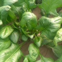 大叶菠菜25~30厘米