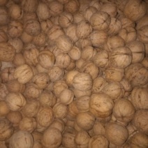 薄皮核桃30mm以上青皮干