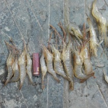 河虾冰鲜虾26~30只/kg