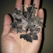 黑木耳一级