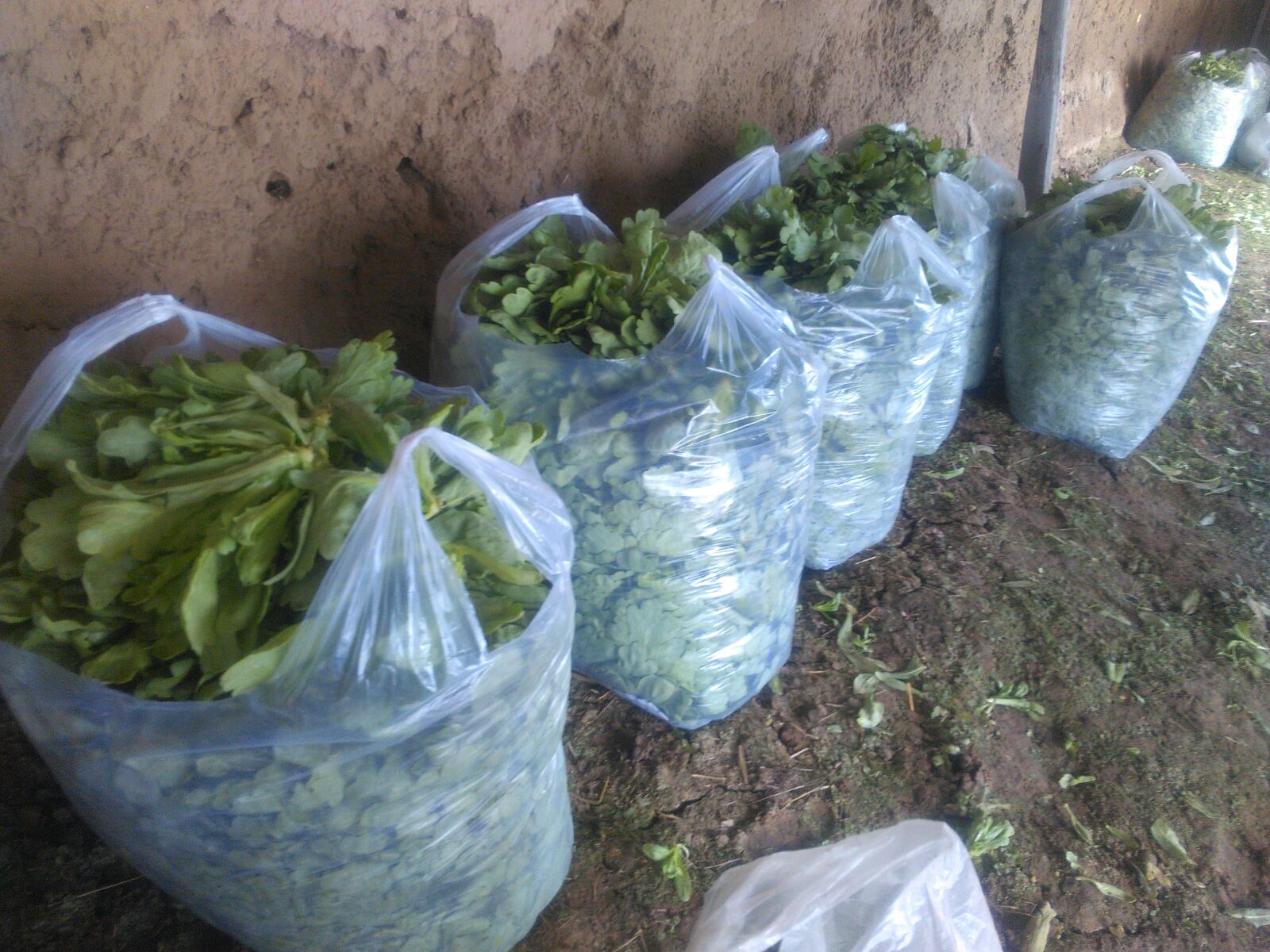 茼蒿冷冻保存示意图