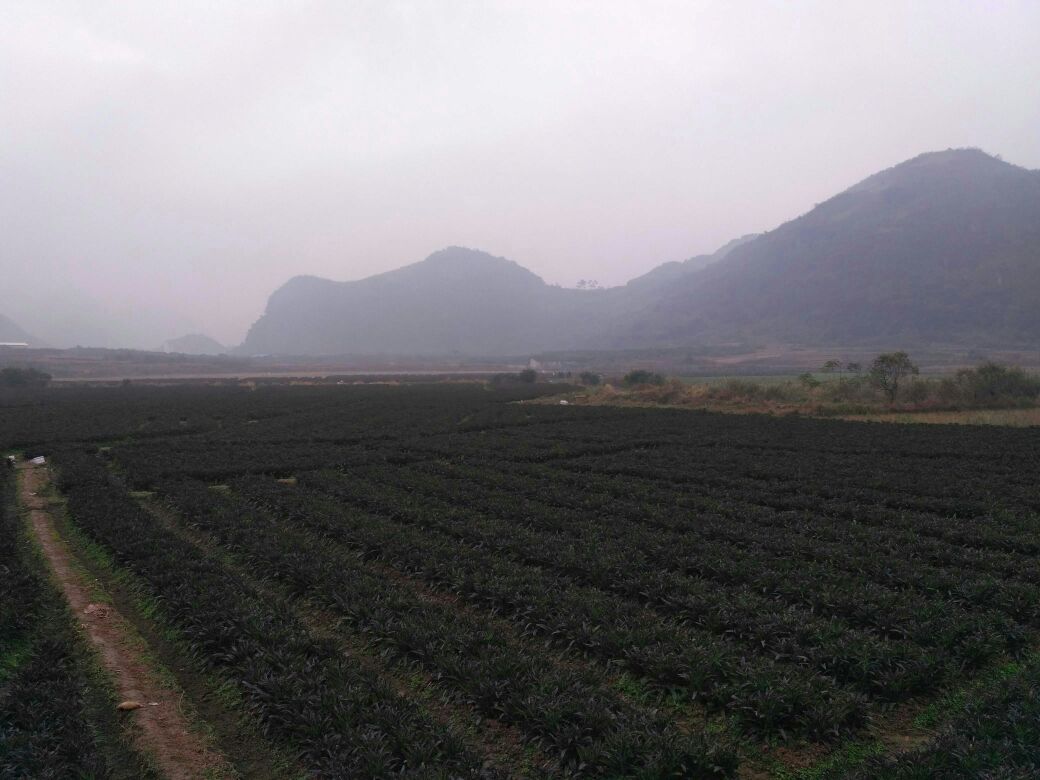 野莴苣植株特写