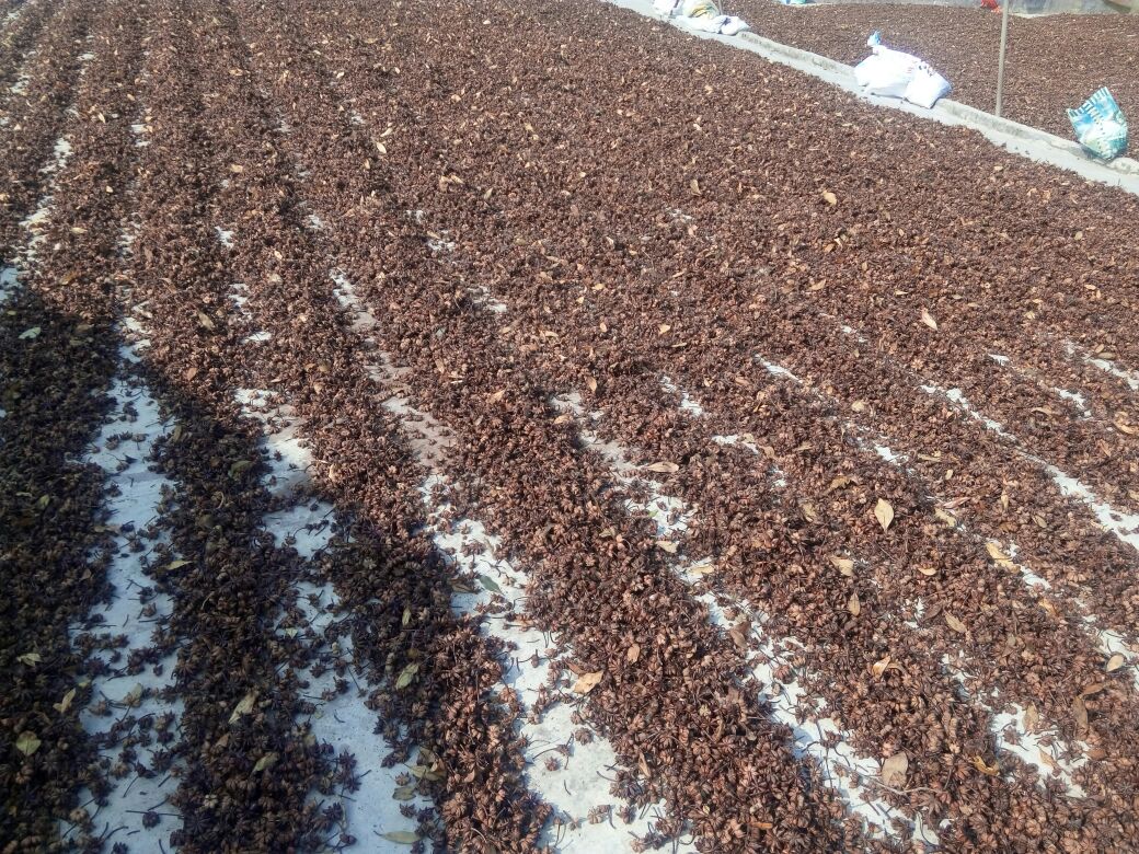 电脑屏幕上显示电商平台的野八角商品页面,左侧为产品主图,右侧为价格、销量、用户评价等信息,页面清晰标注‘野生八角’‘农家自采’‘云南发货’等关键词 电商平台野八角商品展示