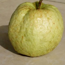 番石榴苗50~80cm