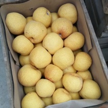 砀山梨300~350g纸箱