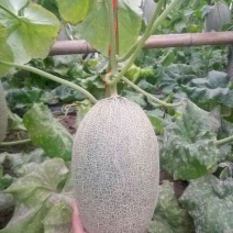 长香玉哈密瓜5斤以上长圆形