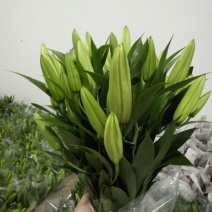 荷兰百合4以上