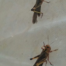 蝗虫食用
