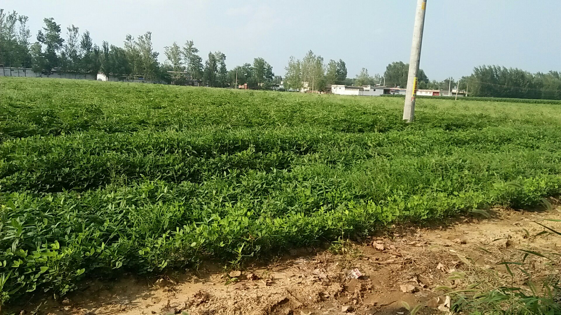 白芷植物全貌