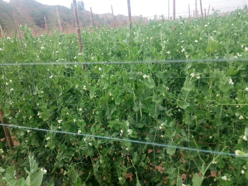 云南通海县荷兰豆种植基地航拍图