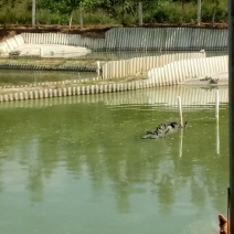 黄沙鳖1.5~2斤