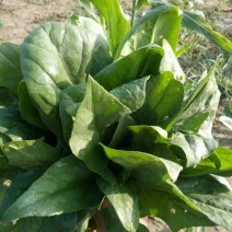 菠菜20~25厘米