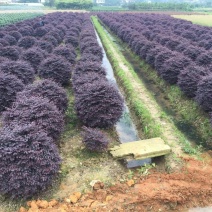 红花继木球30一200cm一般球精品球基地直销