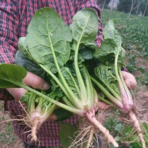 黑叶菠菜20~25厘米