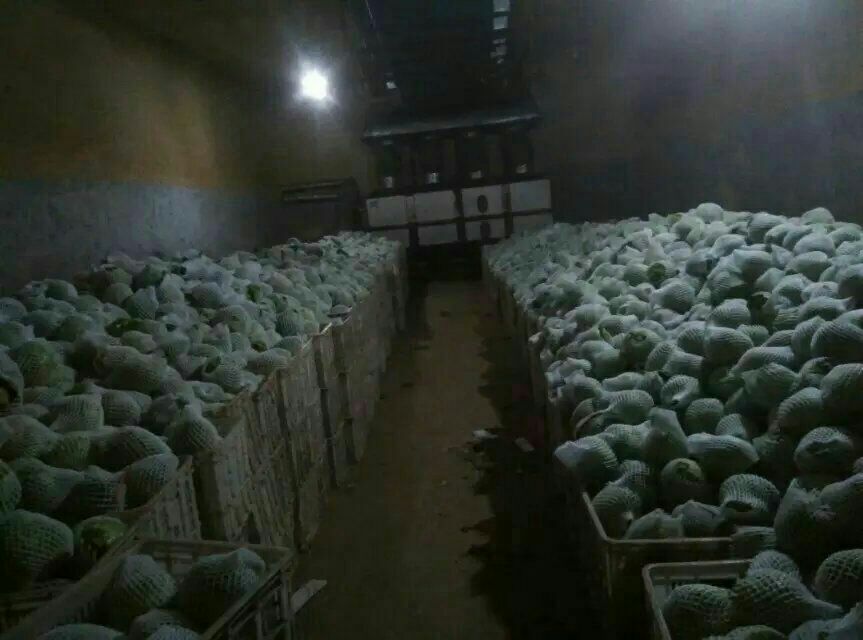 展示甘蓝在冷库中整齐码放的场景,温度控制设备和湿度监测仪器清晰可见 甘蓝冬季冷库贮藏实景图