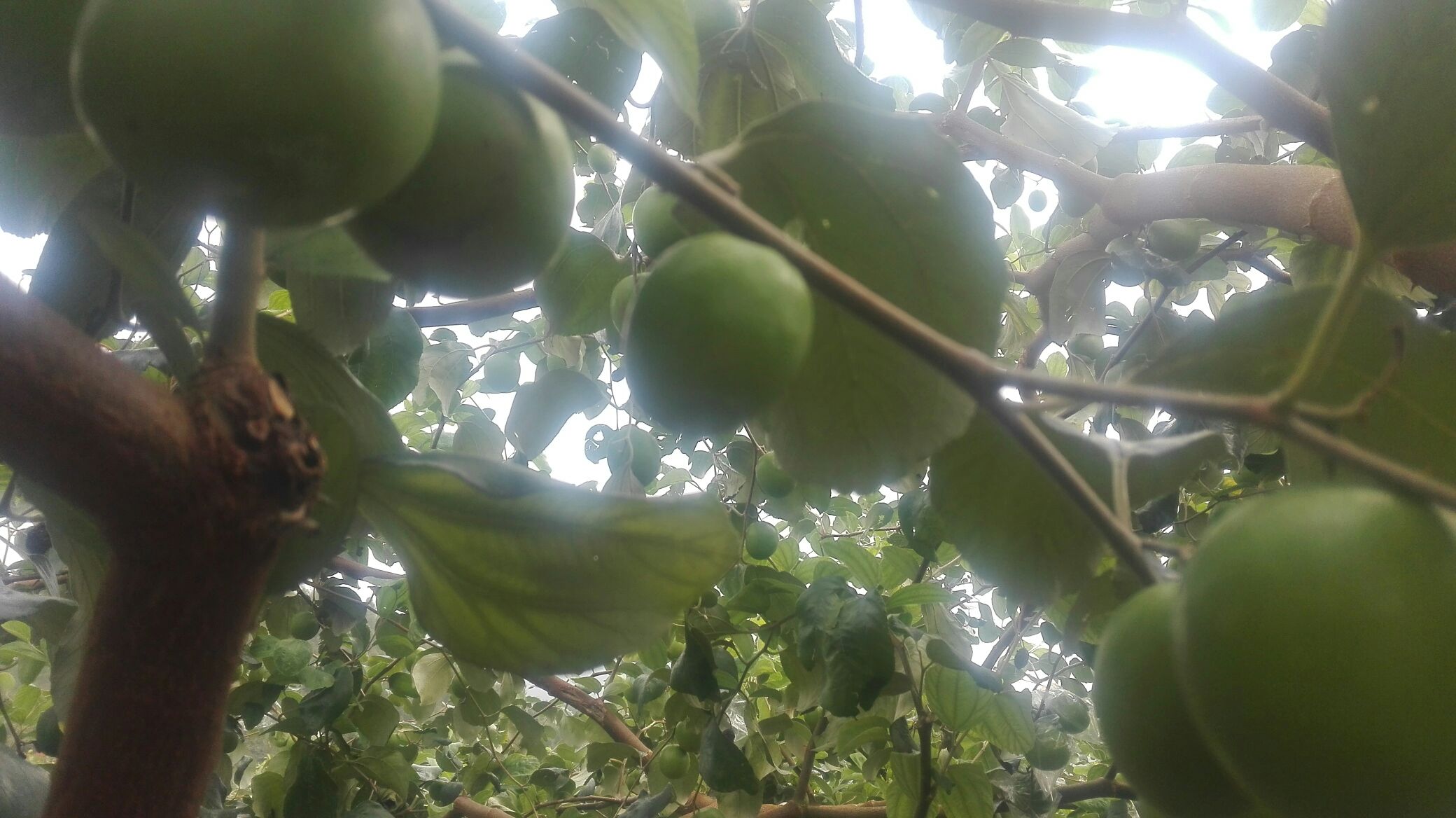 青枣树挂满果实的特写