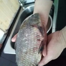 鲫鱼食用