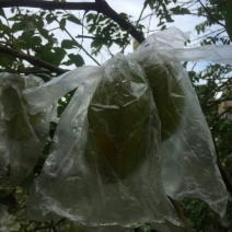 红杨桃4~5两