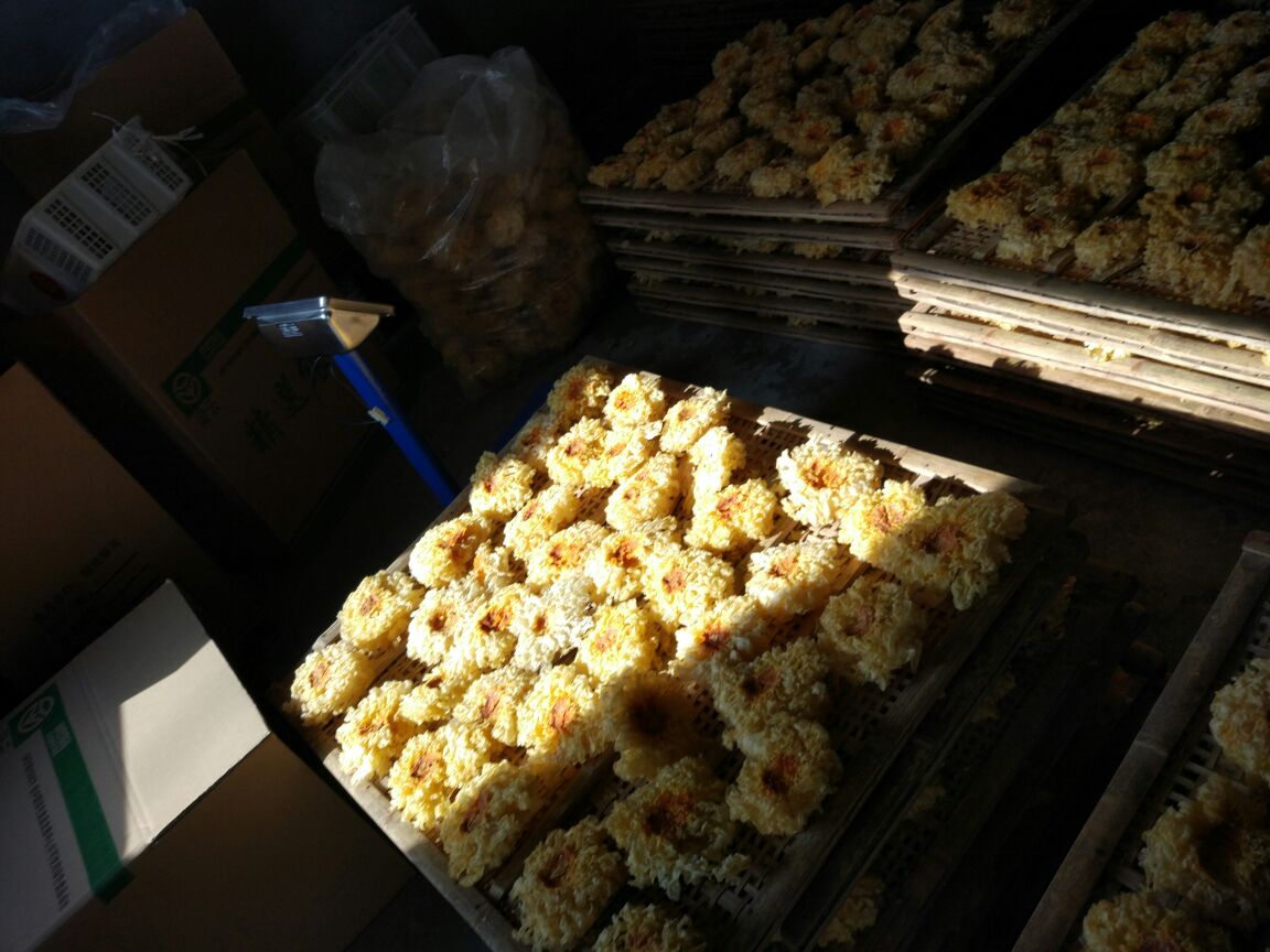 晾晒在竹筛上的干制椴木银耳