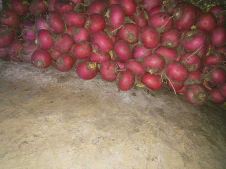 红皮萝卜采收与冷链运输现场