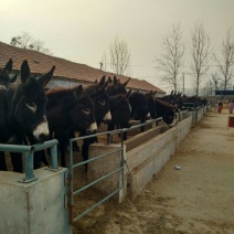 肉驴100~200斤