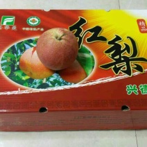 红梨300~350g光果