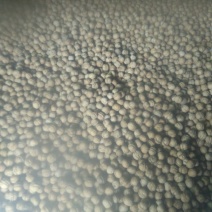 薄皮核桃去皮