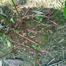 砂仁苗