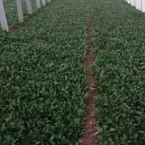 大叶菠菜15~20厘米
