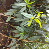 桃树苗30~40cm