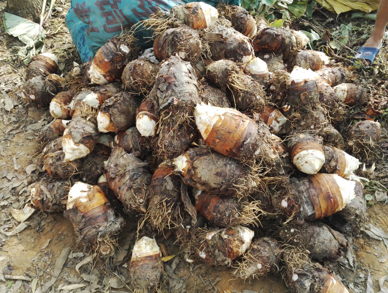 贡品荔浦芋头切面特写
