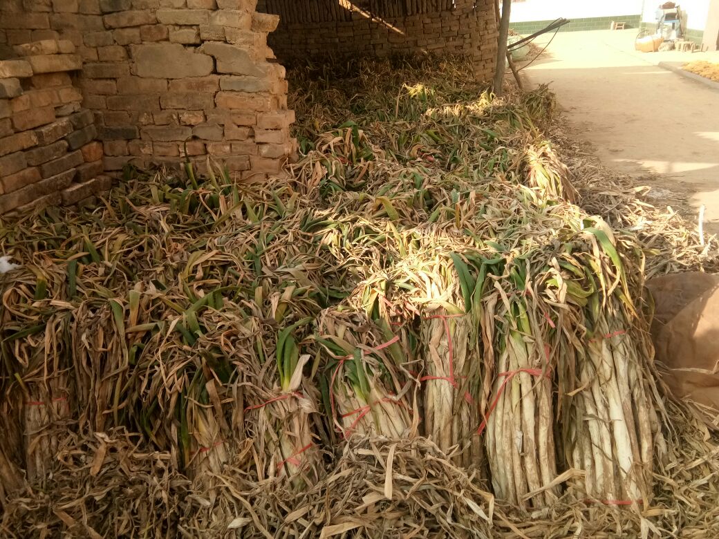 章丘大葱的晾晒与储存方式展示 章丘大葱的储存方式